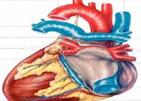 الدهون الثلاثية في أجسامنا