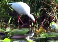 الوقاية من مضار الزئبق المتسرب من السلسلة الغذائية