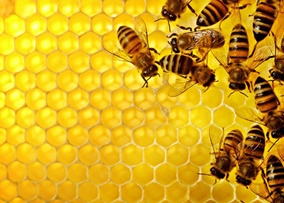 ما هو غذاء ملكات النحل أو الغذاء الملكي أو الهلام الملكي؟