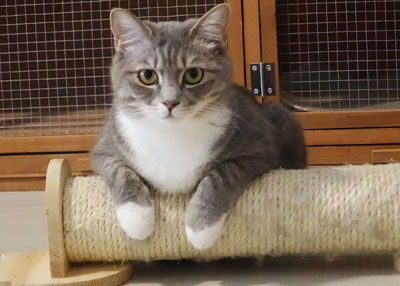 ما هي أضرار تربية القطط في المنازل ؟