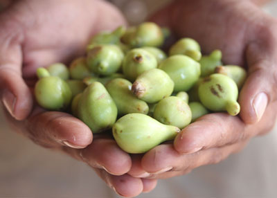 ماذا تعرف عن فوائد ثمرة الكاكادو؟