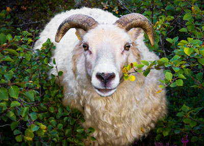 سلامة وجودة الأضحية .. ومخاطر الذبح خارج المقاصب