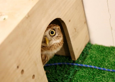 مقاه خاصة للبوم في طوكيو تثير انتقادات ناشطين