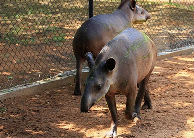 شرطة فنزويلا: لصوص يسرقون حيوانات من حديقة لأكلها