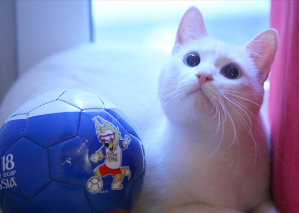 القط العراف "أخيل"  سيتنبأ بنتائج مونديال 2018